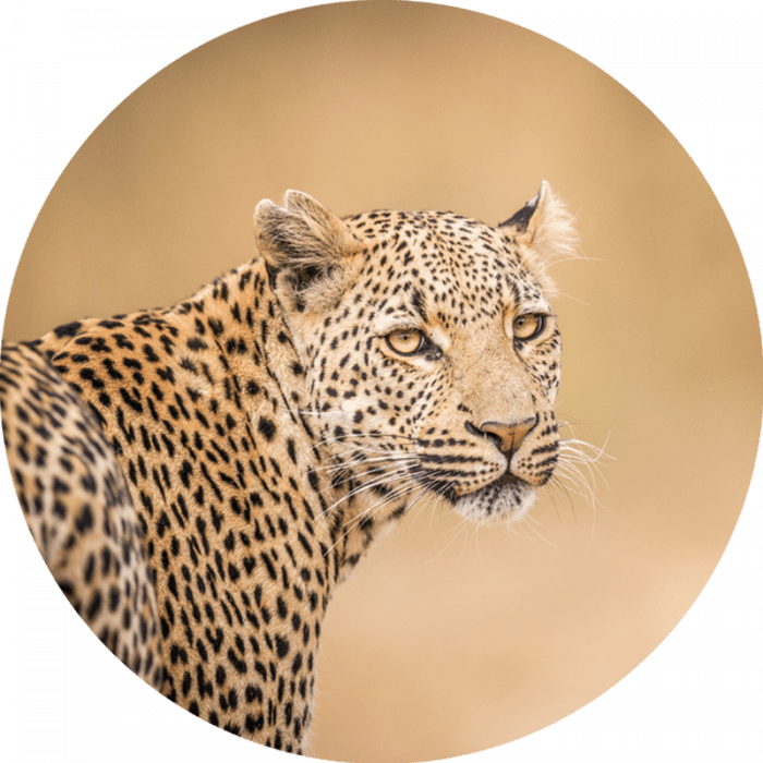 Foto Kunst Rond beton schilderij luipaard