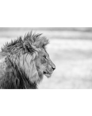 Fotokunst schilderij grijze leeuw