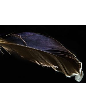 Foto kunst schilderij feather 