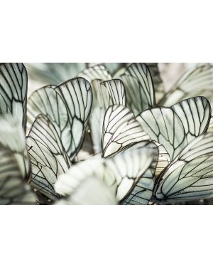 Foto kunst schilderij close up butterfly