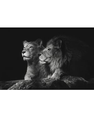 Foto kunst schilderij leeuw en leeuwin