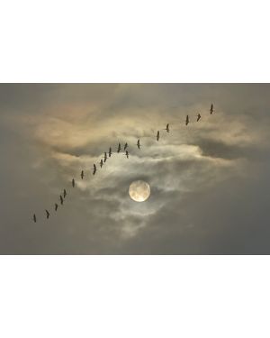 Fotokunst schilderij flying cranes