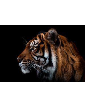 Fotokunst schilderij tijger