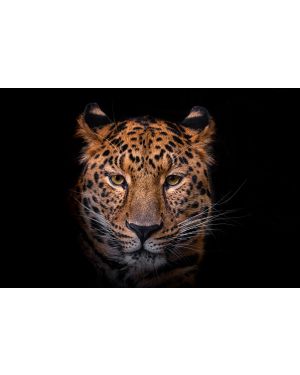 Fotokunst schilderij luipaard zwart