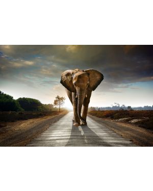 Fotokunst schilderij horizon olifant