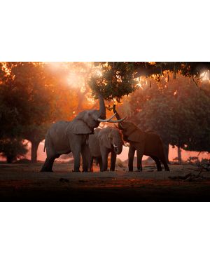 Fotokunst schilderij zonsondergang olifanten