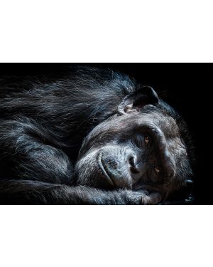 Fotokunst schilderij chimpansee