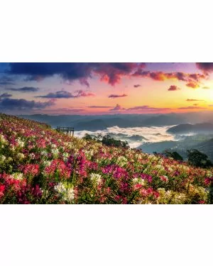 Fotokunst schilderij flower field sunrise