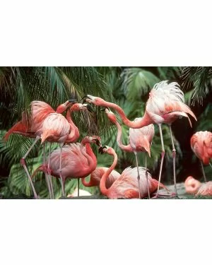 Beton schilderij jungle flamingo 60x90
