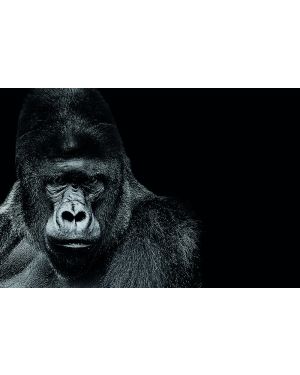 Fotokunst schilderij gorilla 