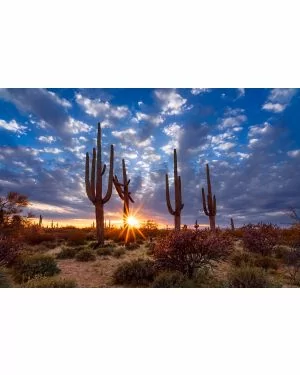 Fotokunst schilderij Arizona desert
