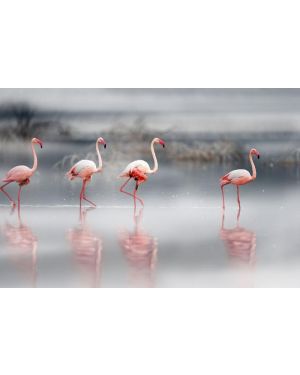 Glas schilderij vier flamingos 120x80
