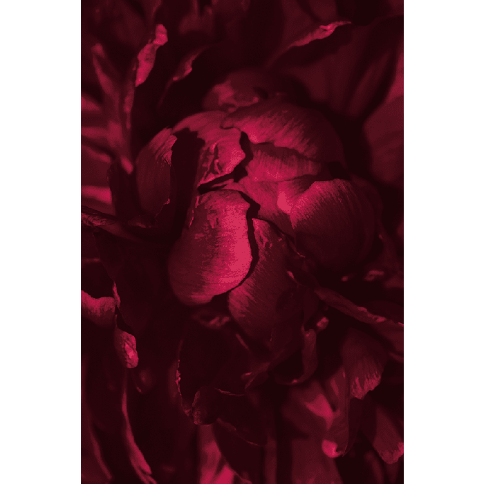 Bloemen Schilderijen: Fotokunst schilderij pioenroos magenta