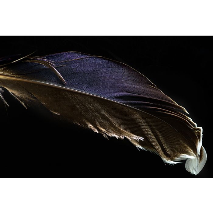 Glas schilderijen: Foto kunst schilderij feather 