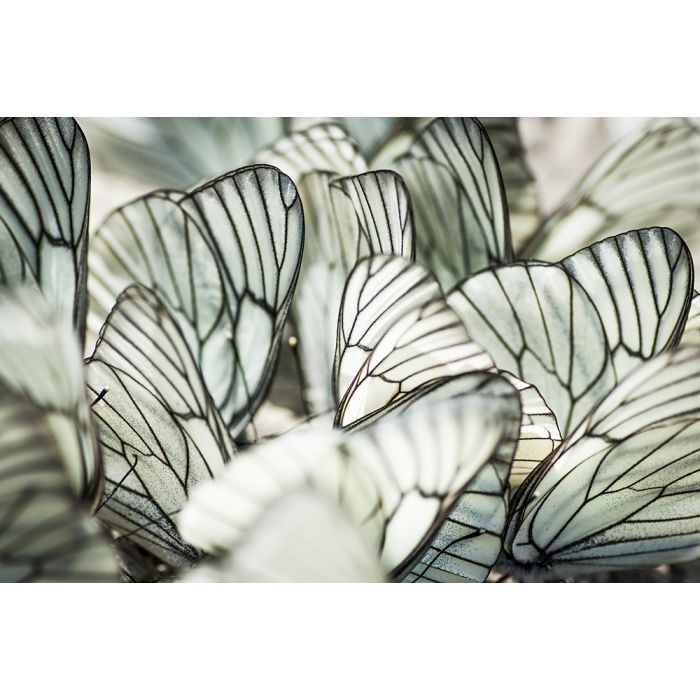 Abstracte Schilderijen: Foto kunst schilderij close up butterfly
