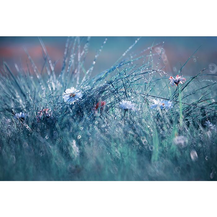 Bloemen Schilderijen: Fotokunst schilderij wild flowers