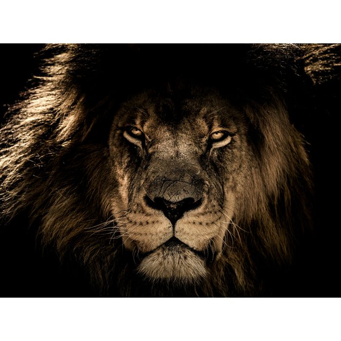 Glas schilderijen: Fotokunst schilderij lion king 