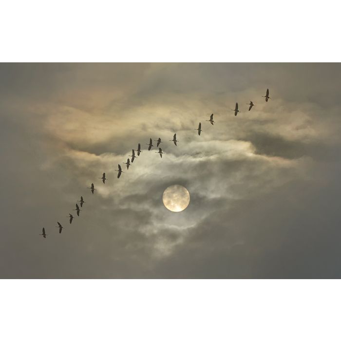 Glas schilderijen: Fotokunst schilderij flying cranes