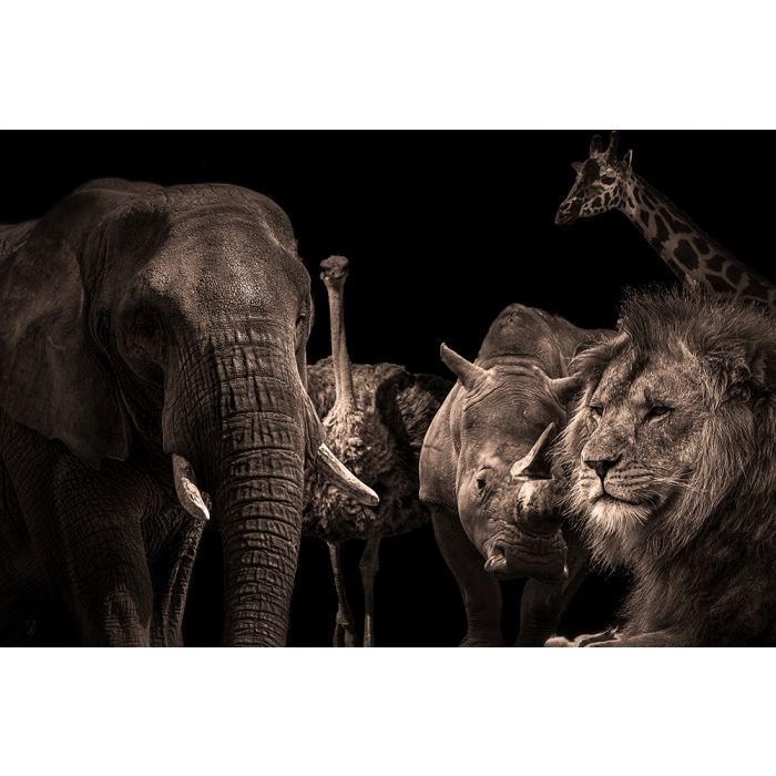 Glas schilderijen: Fotokunst schilderij animals