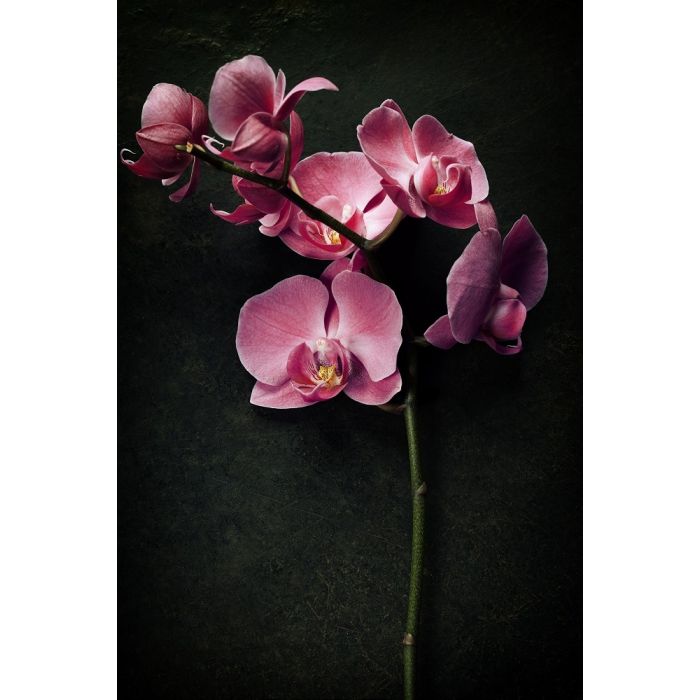 Beton schilderij orchidee 60x90