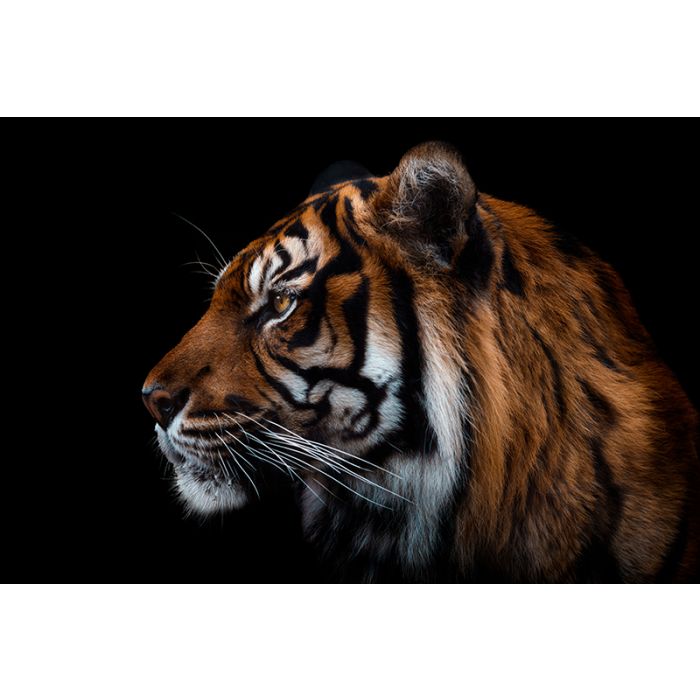 Glas schilderijen: Fotokunst schilderij tijger