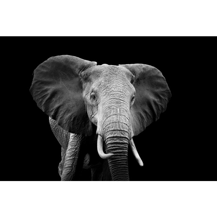Glas schilderijen: Beton schilderij olifant