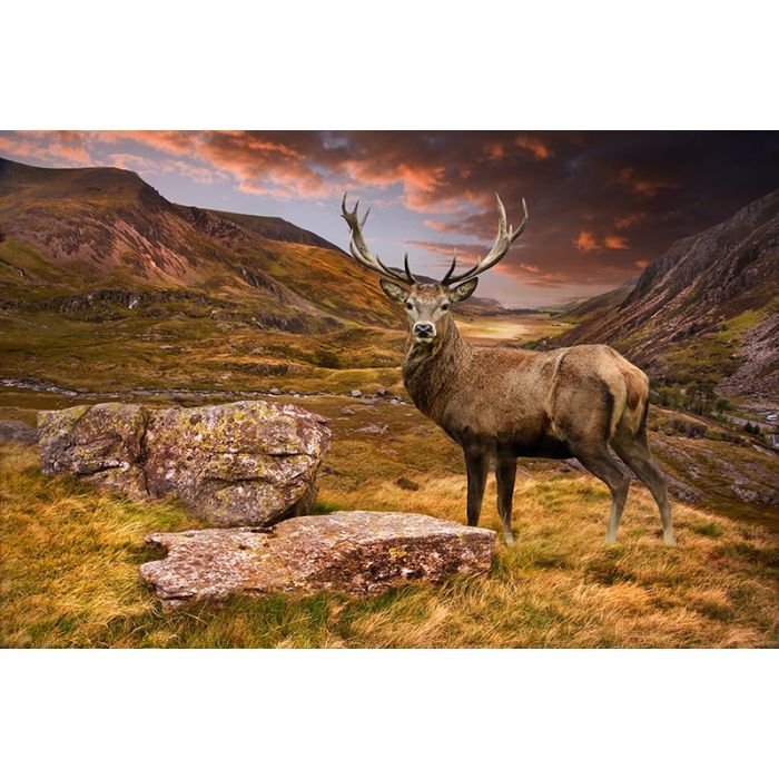 Glas schilderijen: Glas schilderij landschap hert