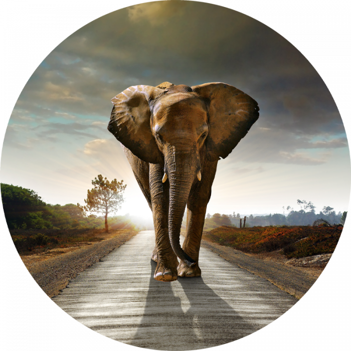 Foto Kunst Schilderijen: Rond beton schilderij horizon olifant
