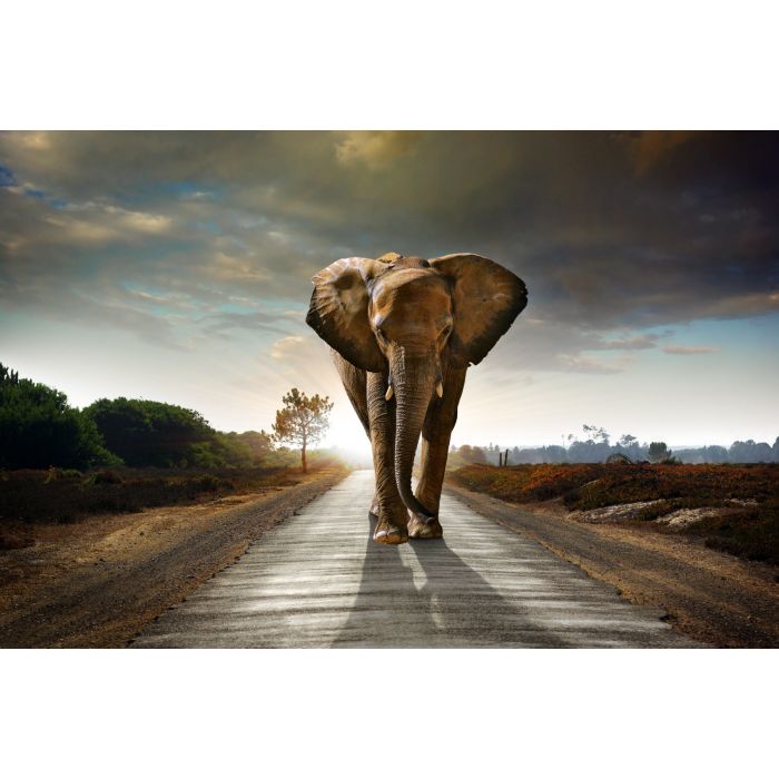 Glas schilderijen: Beton schilderij horizon olifant