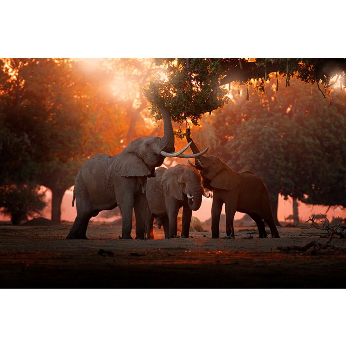 Foto Kunst Schilderijen: Beton schilderij zonsondergang olifanten