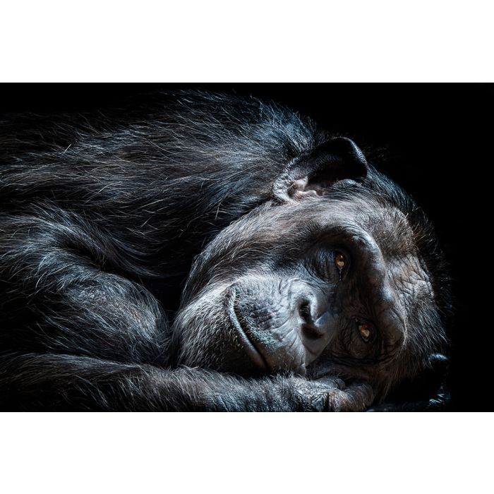 Glas schilderijen: Fotokunst schilderij chimpansee
