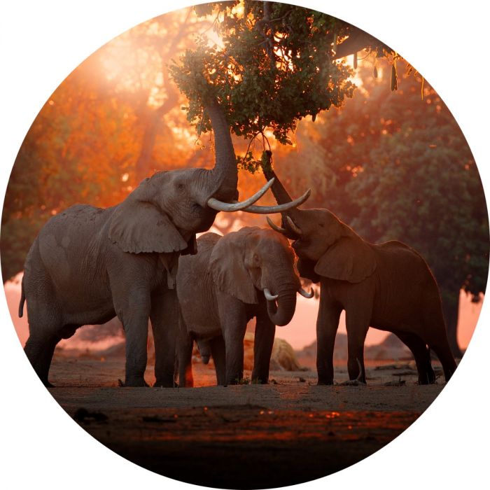 Dieren Schilderijen : Rond beton schilderij zonsondergang olifanten 60