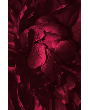 Bloemen Schilderijen: Fotokunst schilderij pioenroos magenta