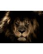 Glas schilderijen: Fotokunst schilderij lion king 