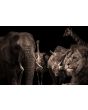 Glas schilderijen: Fotokunst schilderij animals