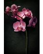 Bloemen Schilderijen: Beton schilderij orchidee 60x90