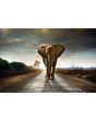 Glas schilderijen: Beton schilderij horizon olifant