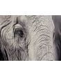 Glas schilderijen: Beton schilderij olifant