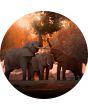 Ronde Schilderijen: Rond beton schilderij zonsondergang olifanten 60