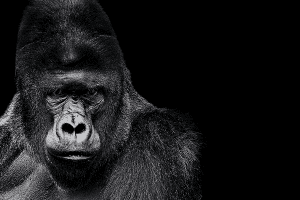 Fotokunst schilderij gorilla 