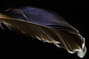 Foto kunst schilderij feather 