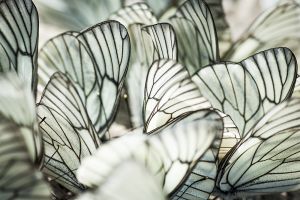 Foto kunst schilderij close up butterfly
