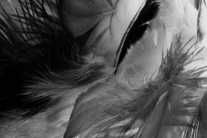 Foto kunst schilderij feathers