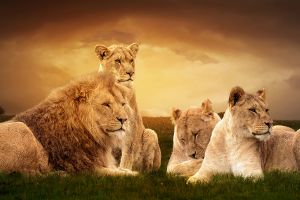 Foto kunst schilderij leeuwen familie