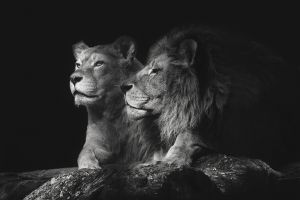 Foto kunst schilderij leeuw en leeuwin