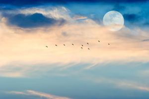 Fotokunst schilderij moon birds