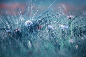 Fotokunst schilderij wild flowers