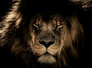 Fotokunst schilderij lion king 