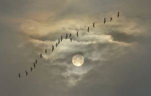 Fotokunst schilderij flying cranes