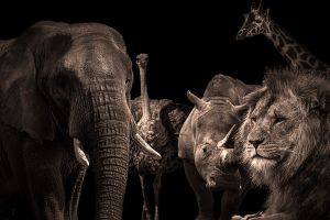 Fotokunst schilderij animals